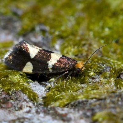 Lepidoptera prodoxidae lampronia capitella 11 mai 2018 dsc 1468 maison 96