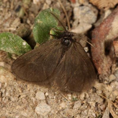 Lepidoptera psychidae psyche casta 09 juin 2014 img 2239 96