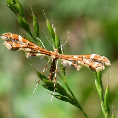 Lepidoptera pterophoridae geina didactyla 17 mai 2020 dsc 1436 dessenh site