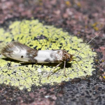 Lepidoptera scythrididae enolmis acanthella 05 juin 2018 dsc 5472 ema 97