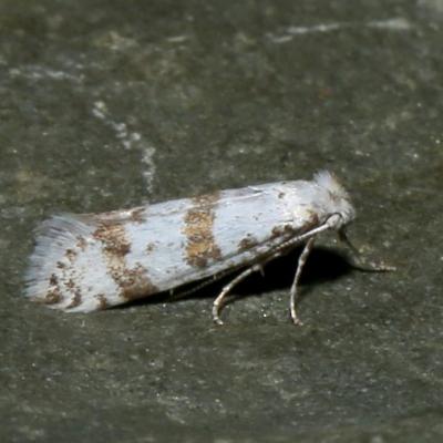 Lepidoptera scythropiidae scythropia crataegella 14 aout 2017 2g3a3221 rothm