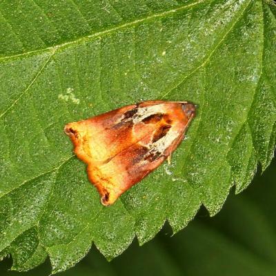 Lepidoptera tortricidae archips podana m 10 juin 2014 img 2330 cern 93