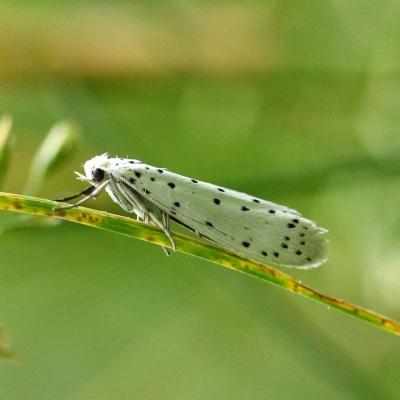 Lepidoptera yponomeutidae yponomeuta padella 14 juin 2015 img 1950 ema 92