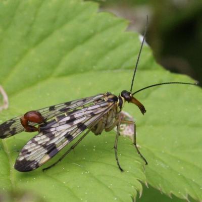 Mecoptera panorpidae panorpa vulgaris 26 mai 2013 img 6467 ema 97