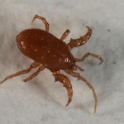 Mesostigmata parasitidae eugamasus sp 26 jan 2014 img 1105 96