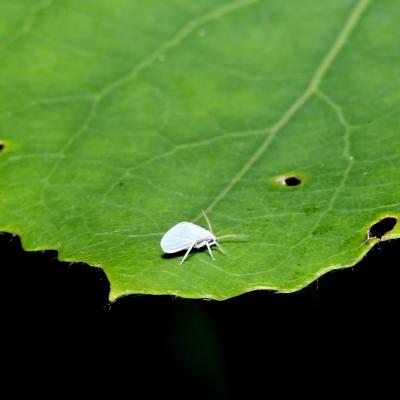 Neuroptera coniopterygidae indetermine 10 mai 2017 2g3a8985 ema2 99