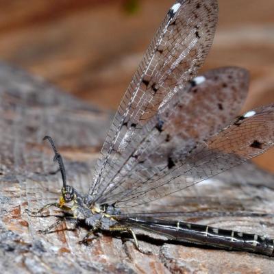 Neuroptera myrmeleontidae distoleon tetragrammica 19 juin 2018 dsc 7167 zinnk 95