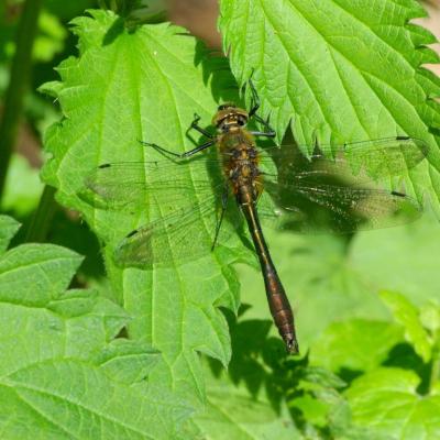 Odonata corduliidae cordulia aenea 02 mai 2012 imgp2454 cernay site