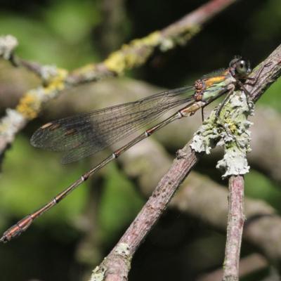 Odonata lestidae lestes viridis 14 sept 2012 m ehrhardt rev