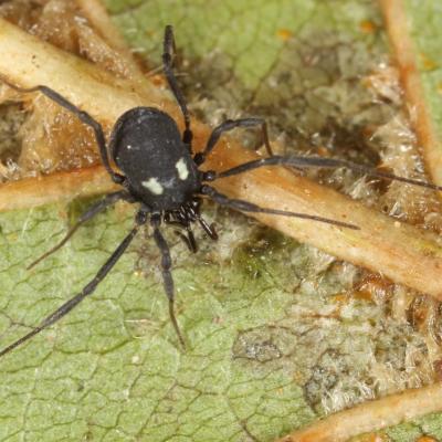 Opiliones nemastomatidae nemastoma lugubre 30 nov 2013 img 7952 90