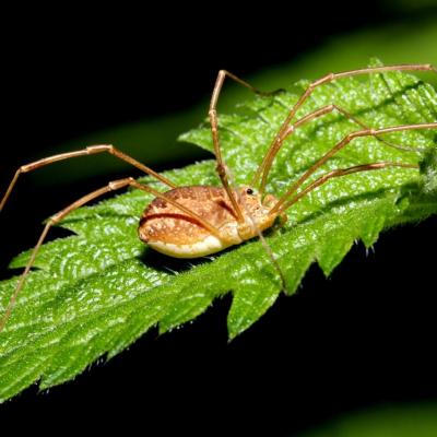 Opiliones phalangiidae rilaena triangularis 05 juin 2013 img 7956 ema 98