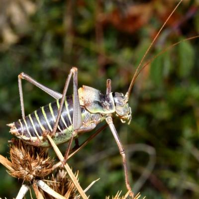 Orthoptera tettigoniidae ephippiger diurnus m 25 sept 2018 dsc 7788 bollenb 97