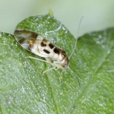 Psocodea stenopsocidae graphopsocus cruciatus 03 sept 2017 os71769 ema 96