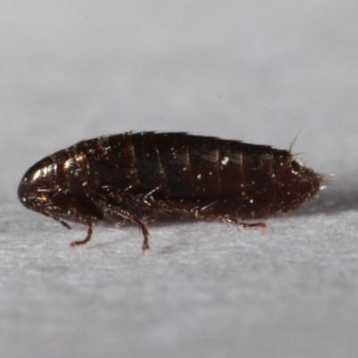 Siphonaptera ceratophyllidae ceratophyllus gallinae n13 20 fev 2016 img 3699 97