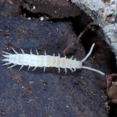 Symphyla scutigerellidae scutigerella sp 05 nov 2017 img 0623 cernay mais96